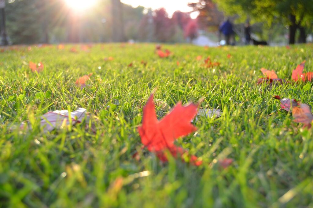 grass, lawn, meadow, fall, autumn