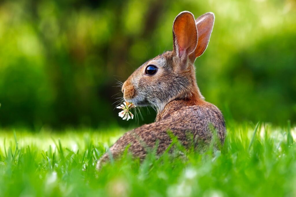 Eco-Friendly Lawn Mower Practices