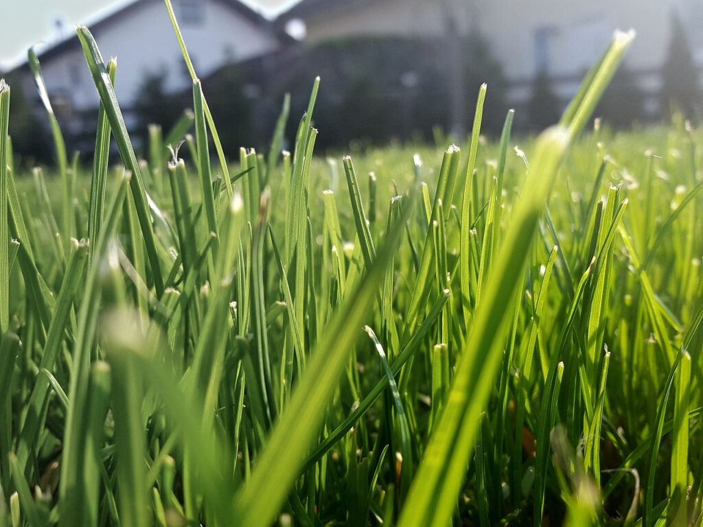 green lawn grass