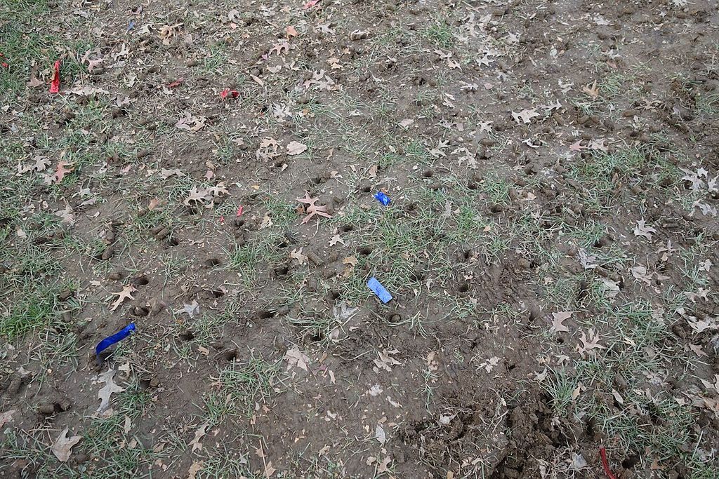 Aerated Grass with with a Core Aerator Aerated Grass with with a Core Aerator