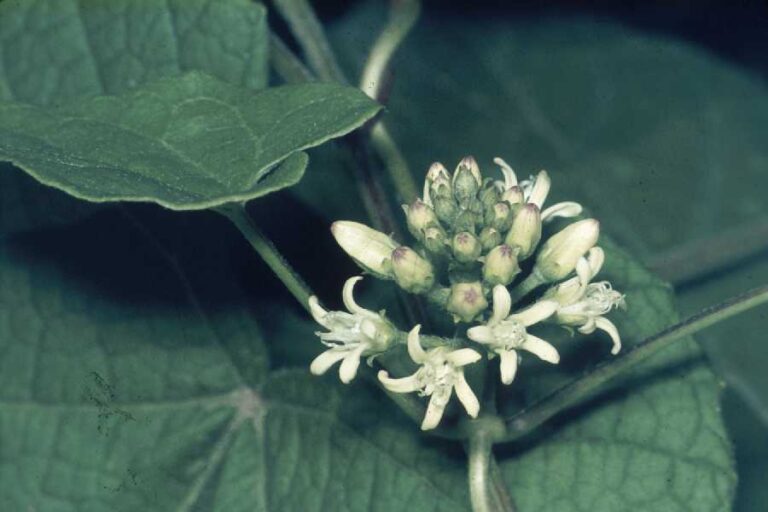 honeyvine milkweed, Cynanchum laeve