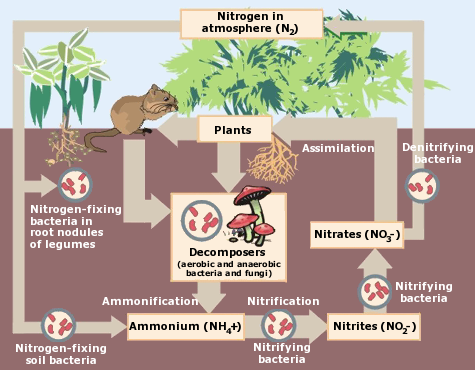 Diagram of Nitrogen Cycle in Nature