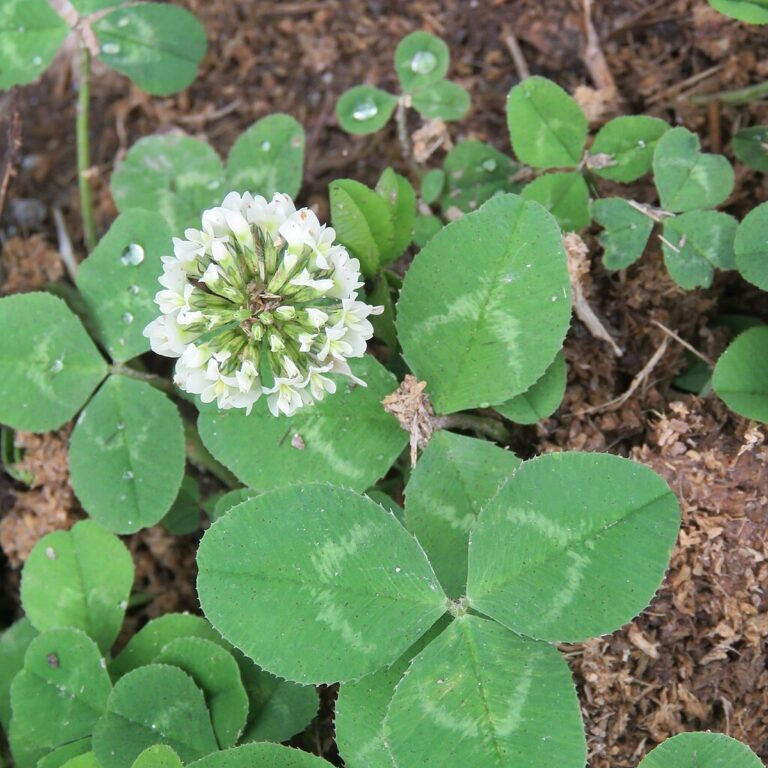 Clover Killer: How to Kill Clover in Your Lawn
