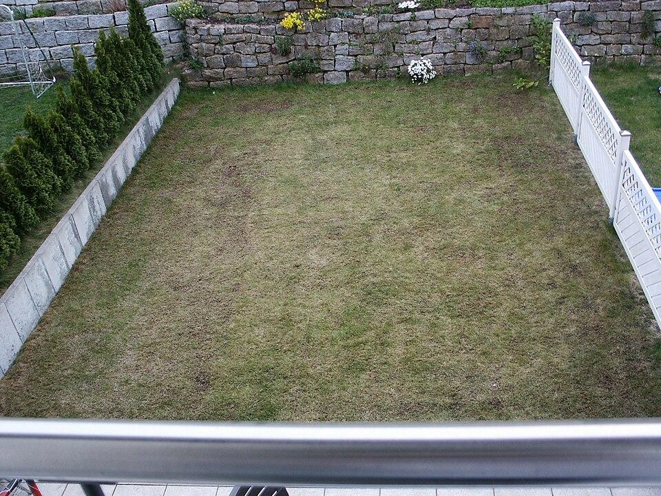 Lawn after the dethatching process.