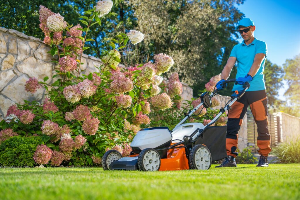 Backyard Grass Mowing Next to Beautiful Hortensia Flowers.