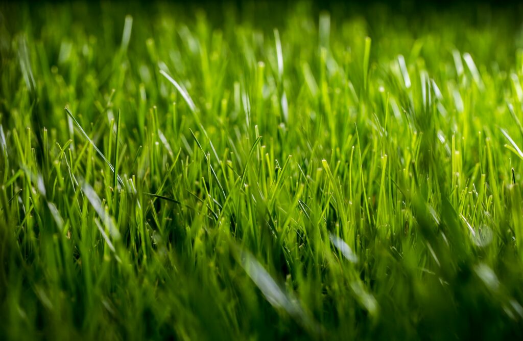 beautiful green evening grass beautiful green evening grass