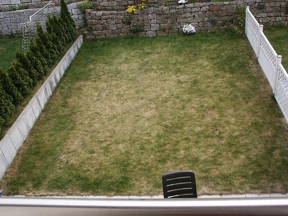 A lawn that needs dethatching.