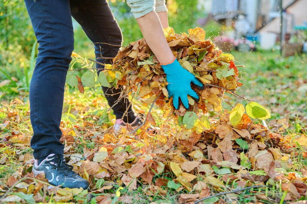 bunch of leaves in autumn