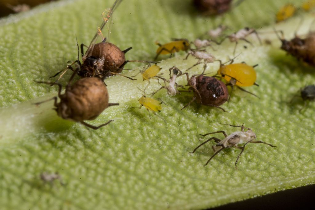 A close-up view of a group of aphids.