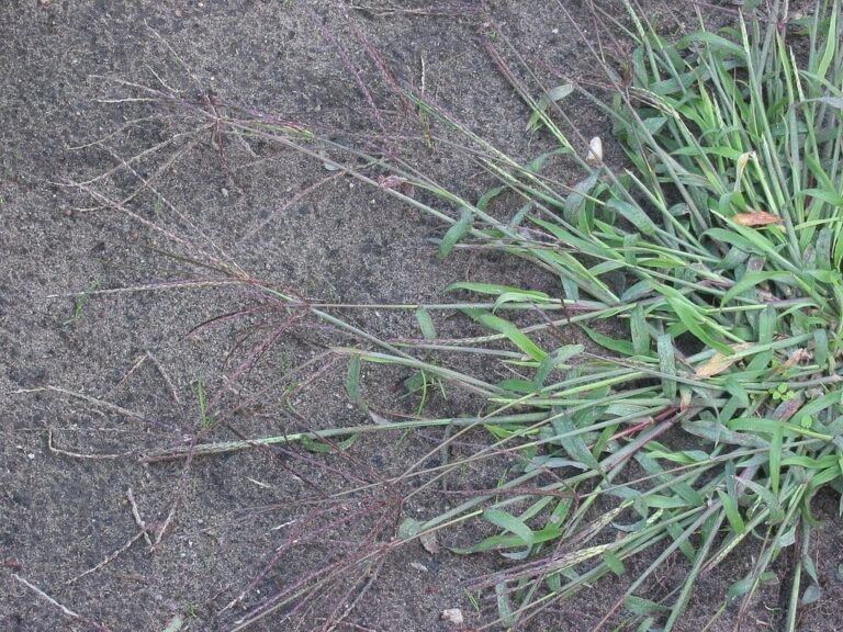 crabgrass digitaria sanguin