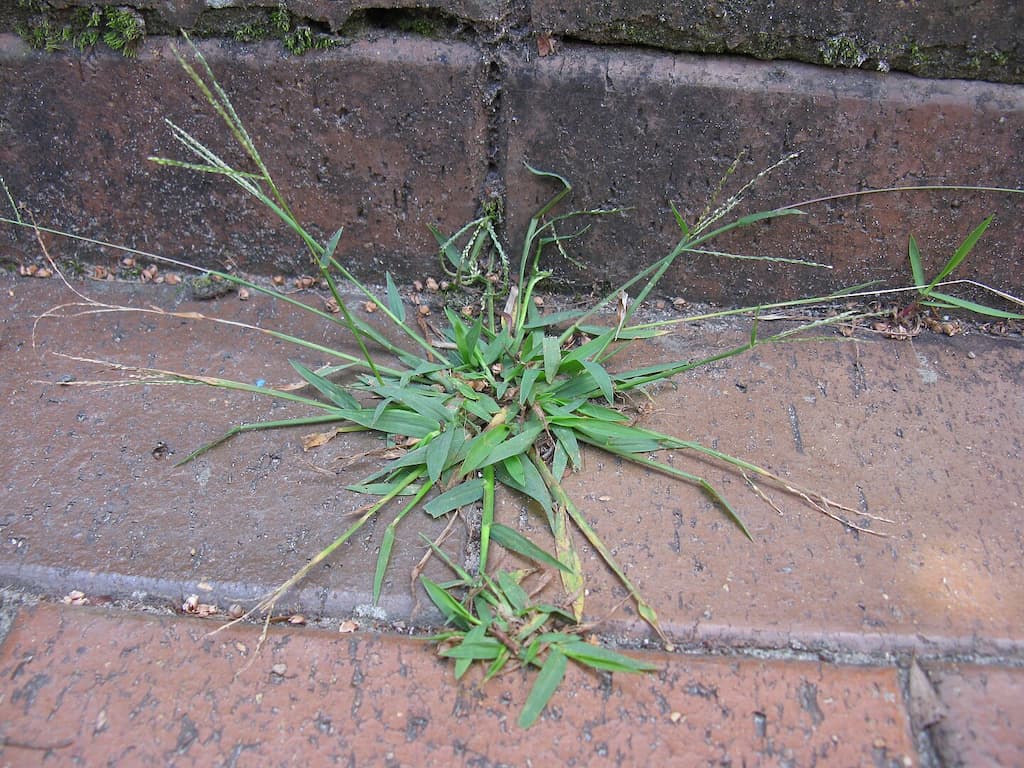 crabgrass Digitaria violascens