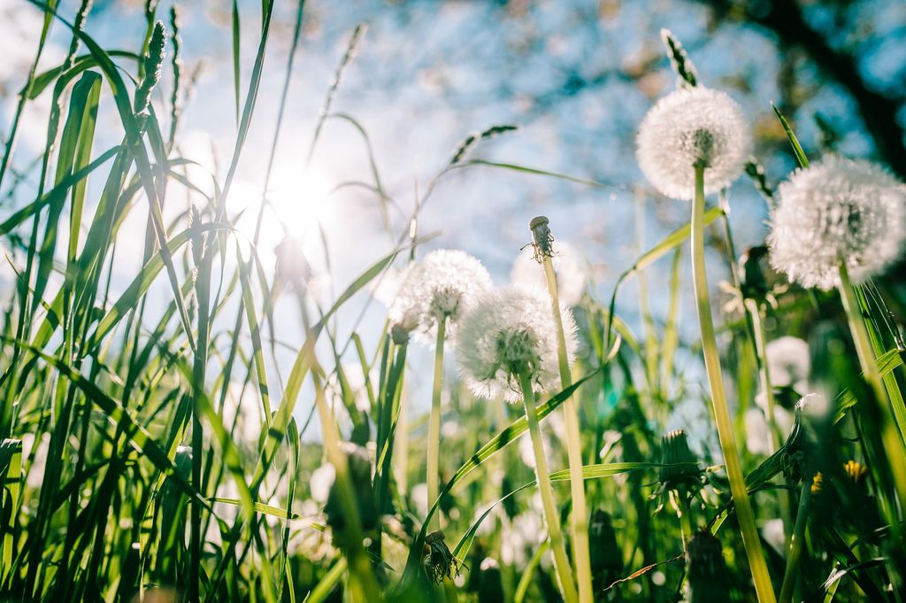 Field of dandelions with seed heads.