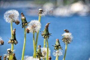 Close-up view of dandelions in various stages of seed dispersal, with seed heads and without seeds. 