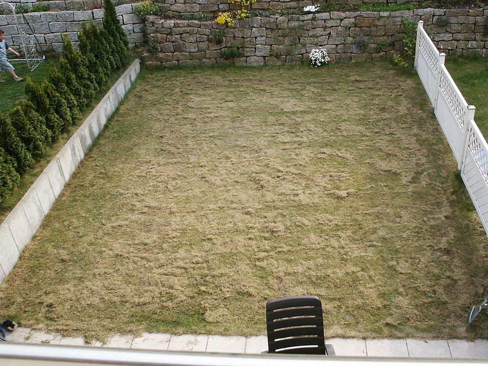 A lawn with dead grass and thatch after using a lawn scarifier or dethatcher machine.