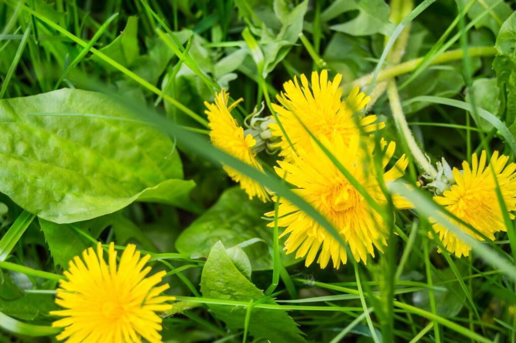 When to DIY vs. Hiring a Weed Control Service Near You