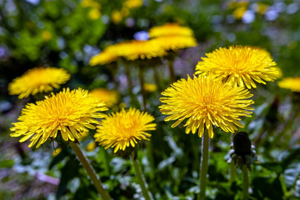 dandelions, weed control