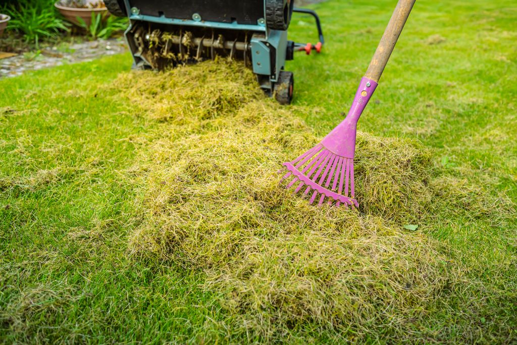 Dead grass, and thatch, is being removed from a lawn.