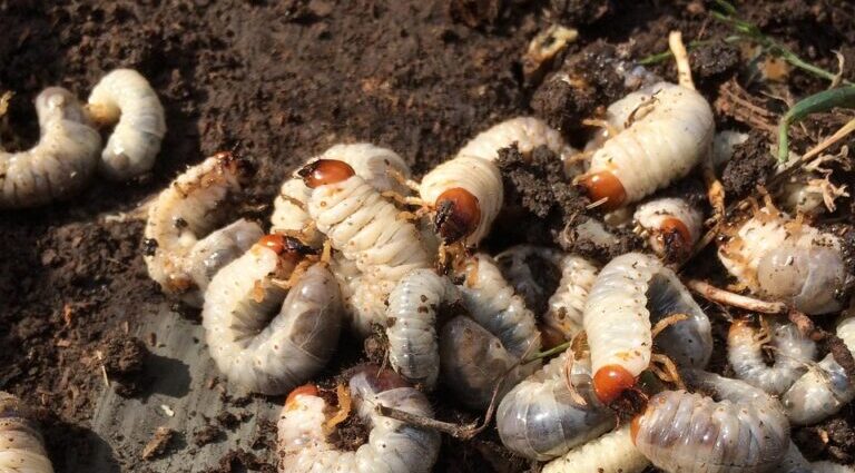 What Lawn Grubs Look Like