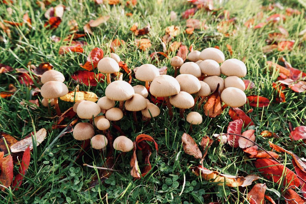 lawn mushrooms during fall