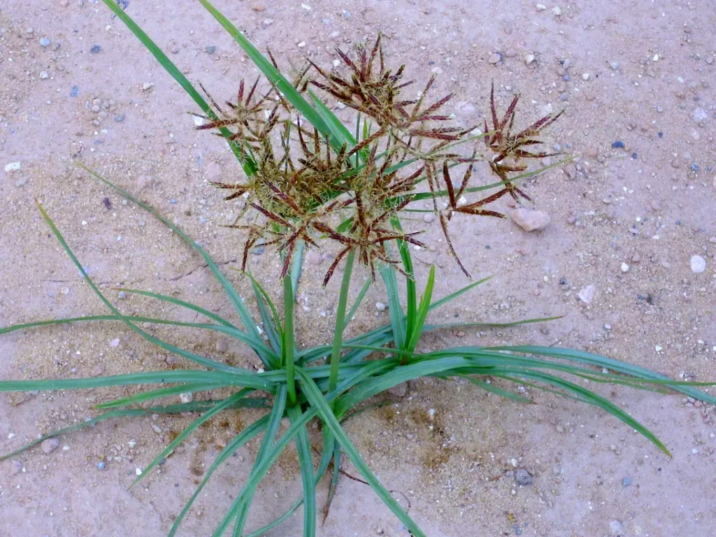 Nutsedge. Nutsedge Killer: How to Kill Nutsedge in Your Lawn