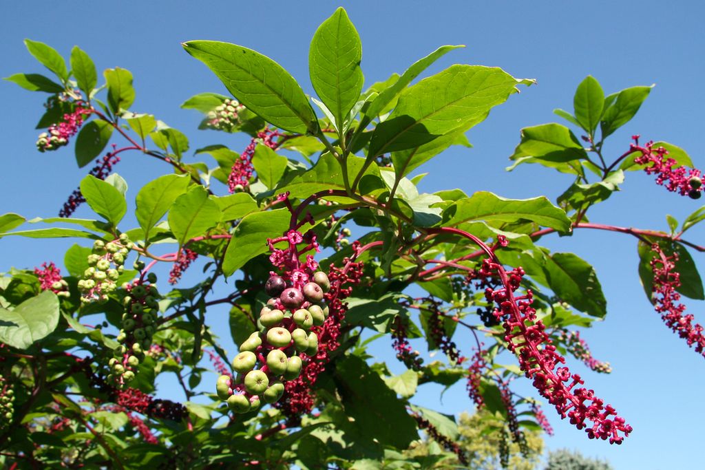 killing pokeweed eradicating pokeweed