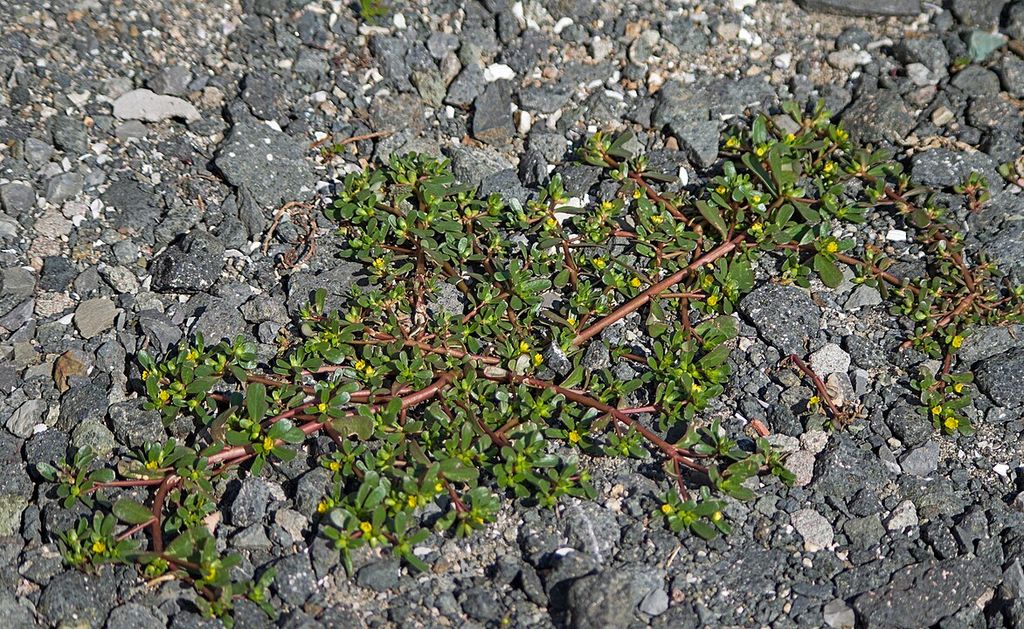 How to kill Purslane weeds