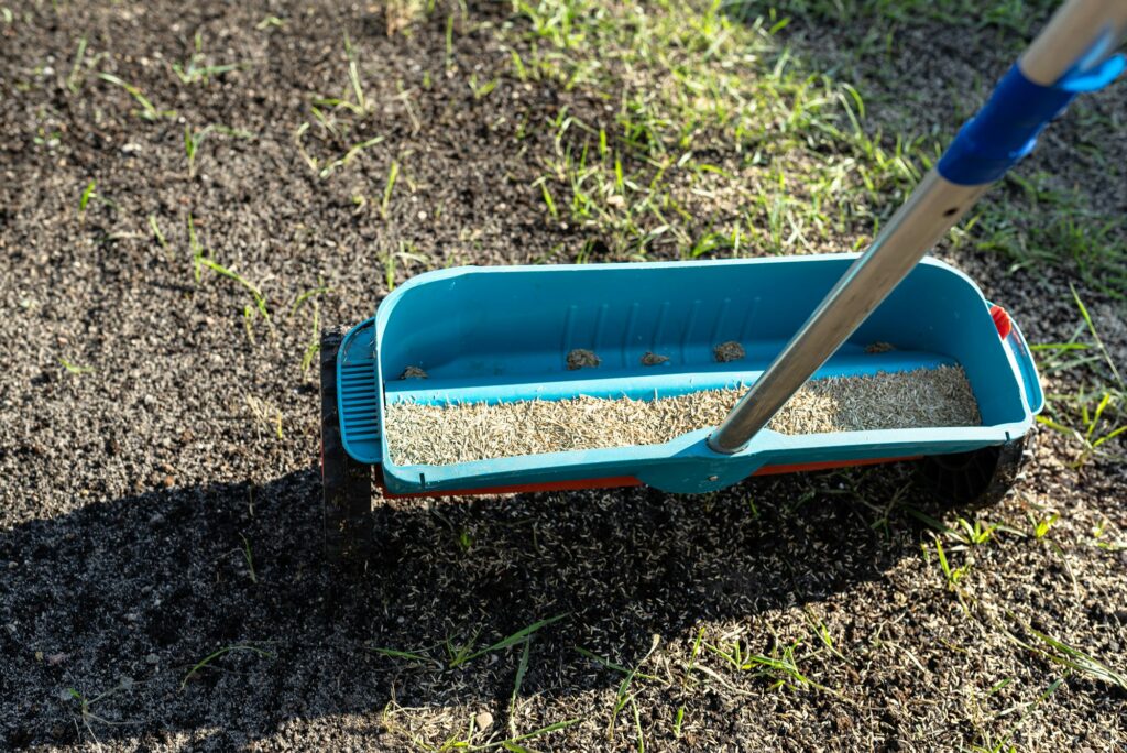 Sowing grass with a wheeled seeder.