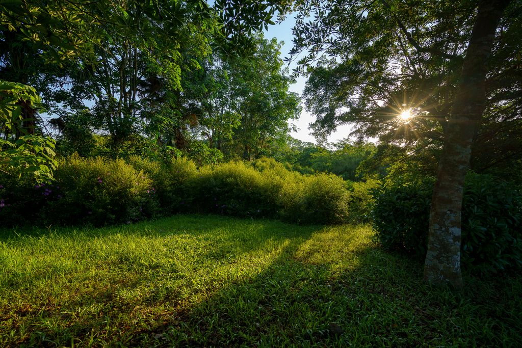 sunlight through the trees