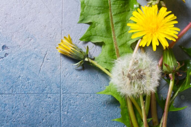 A variety of dandelions in different stages of growth.